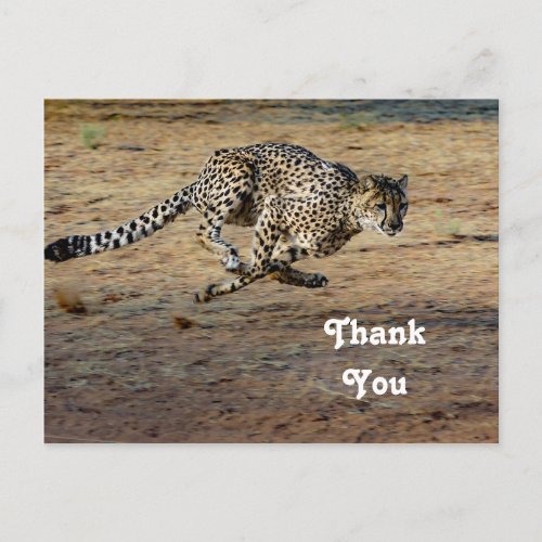 Wildlife Cheetah Running Photo Thank You Postcard
