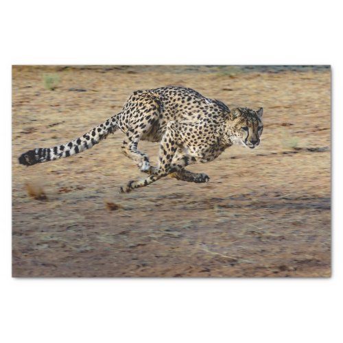 Wildlife Cheetah Running Photo Tissue Paper