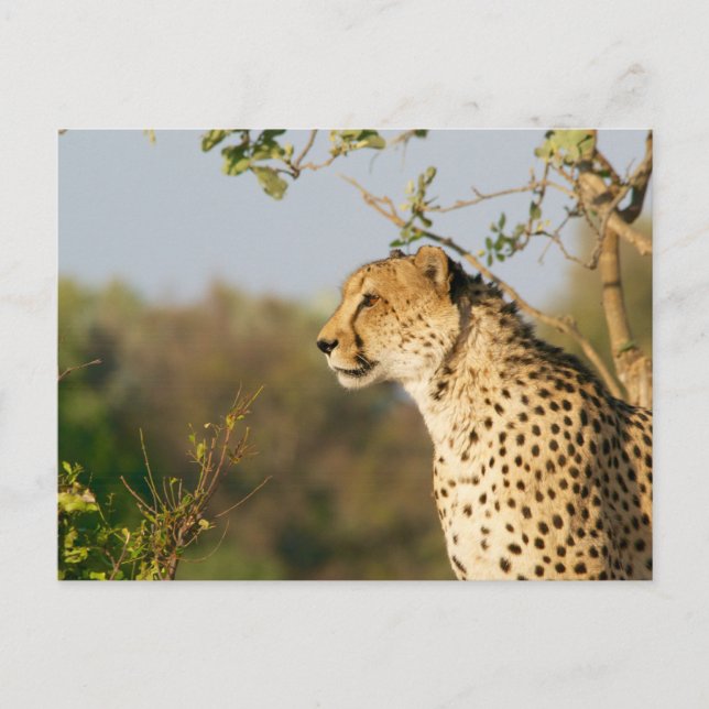 Wildlife Cheetah Side View Postcard (Front)