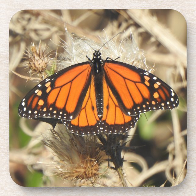 Wildlife coaster set, Monarch butterfly, nature (Front)