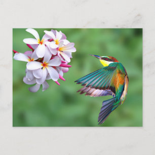 Wildlife Colorful Bee Eater Floral Photo Postcard