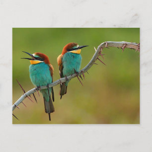 Wildlife Colorful Bee Eater Photo Postcard