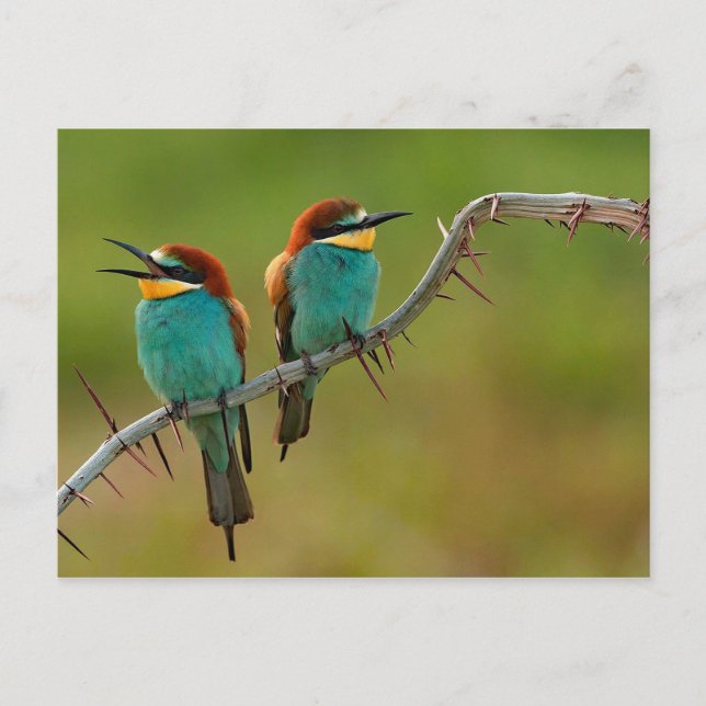 Wildlife Colorful Bee Eater Photo Postcard (Front)