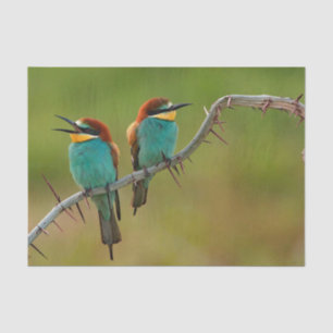 Wildlife Colorful Bee Eater Photo Tissue Paper