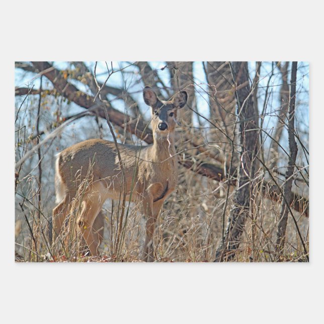 Wildlife Deer Woods Photo Wrapping Paper Sheets (Front)