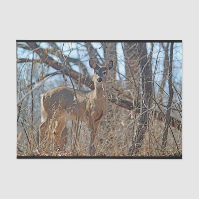 Wildlife Deer Woods  Tissue Paper (Front)