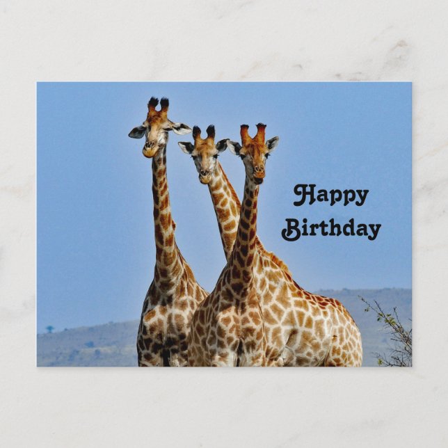 Wildlife Giraffe Herd Photo Birthday Postcard (Front)