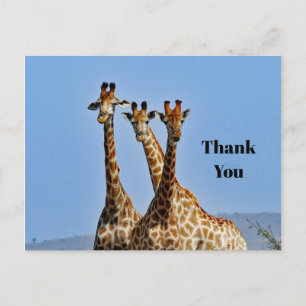 Wildlife Giraffe Herd Photo Thank You Postcard