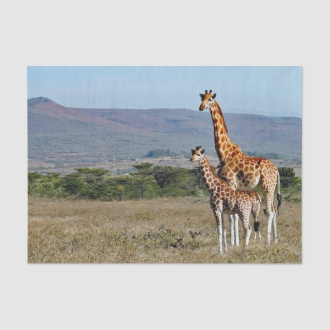 Wildlife Giraffe Mother and Baby Photo Tissue Paper (Front)
