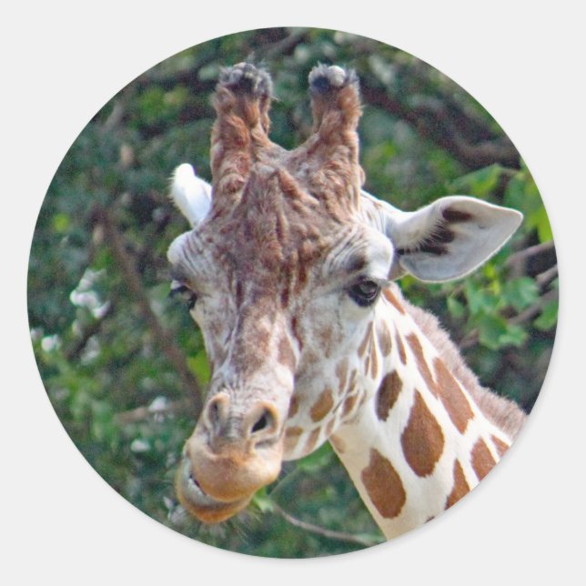 Wildlife Giraffe Photo Classic Round Sticker (Front)