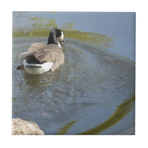 Wildlife Goose swimming in Lake Water Circle Tile