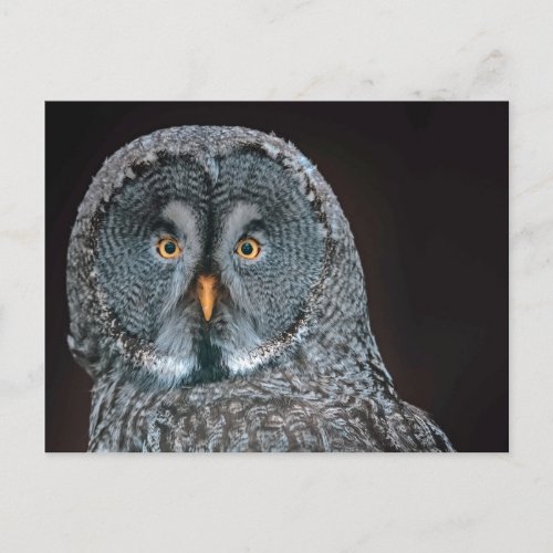 Wildlife Great Gray Owl Photo Postcard