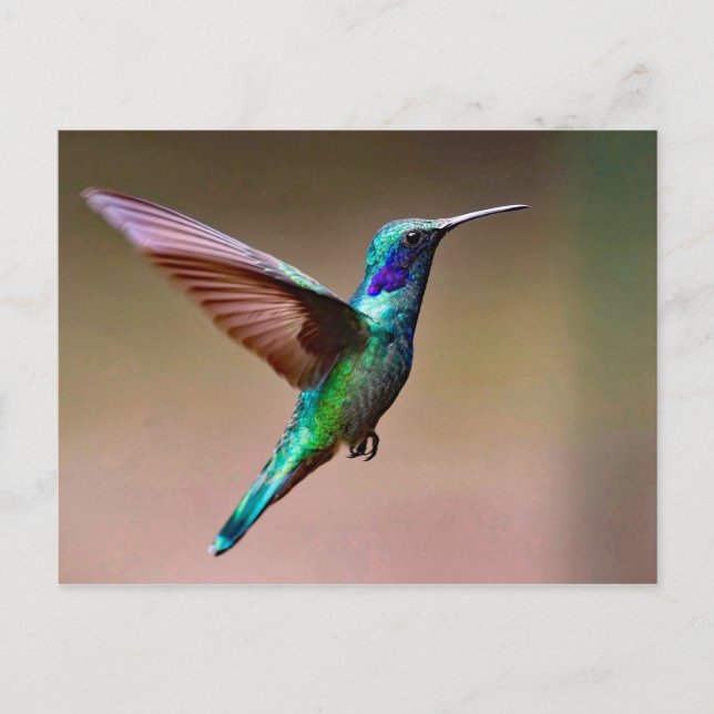 Wildlife Green Hummingbird Photo Postcard (Front)