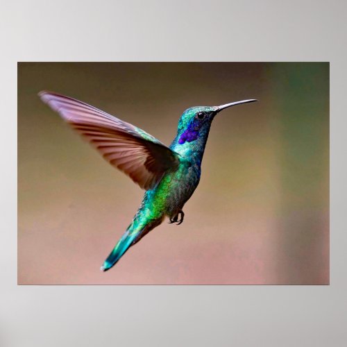 Wildlife Green Hummingbird Photo Poster