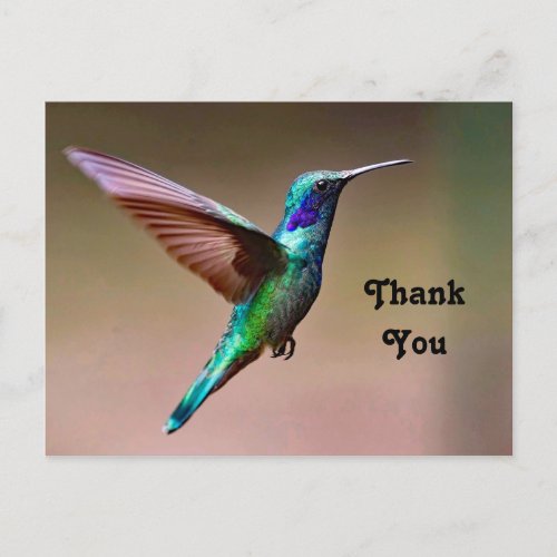 Wildlife Green Hummingbird Photo Thank You Postcard