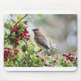 Wildlife Greeting Cards - Cedar Waxwing Mouse Pad