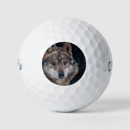 Wildlife Grey Wolf Wilderness Wolf Golf Balls