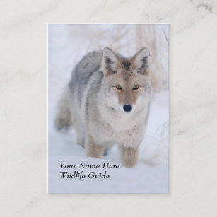 Wildlife Guide Coyote Business Card
