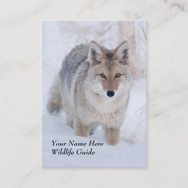 Wildlife Guide Coyote Business Card (Front)