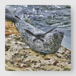 Wildlife Harbor Seal Tail Talking Sun Bather Square Wall Clock
