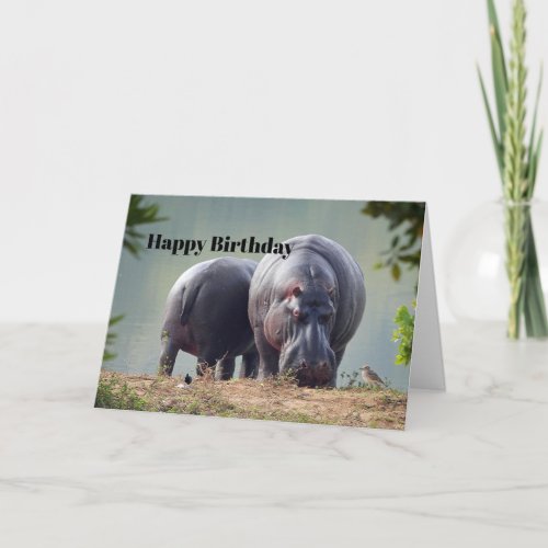 Wildlife Hippo Photo Birthday Card