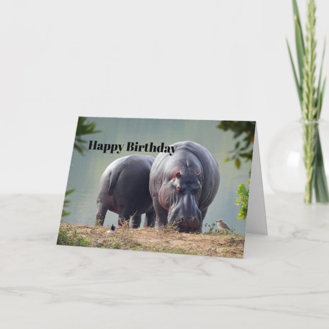 Wildlife Hippo Photo Birthday Card (Front)