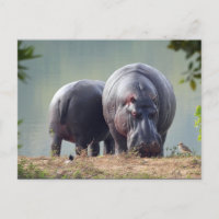 Wildlife Hippo Photo