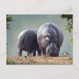 Wildlife Hippo Photo Postcard