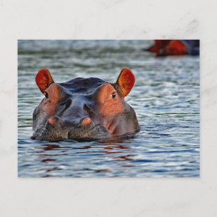 Wildlife Hippo Water Photo Postcard
