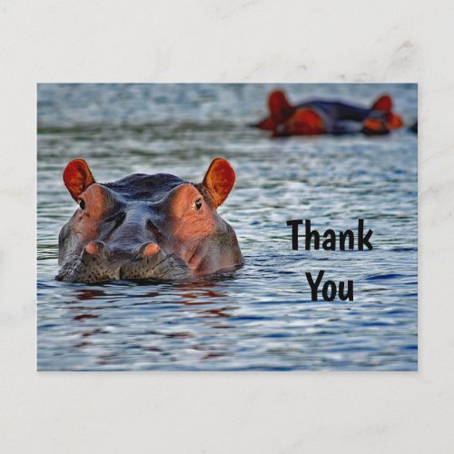 Wildlife Hippo Water Photo Thank You Postcard