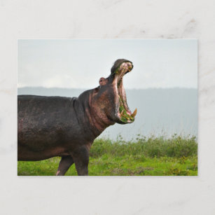 Wildlife Hippopotamus Photo Postcard