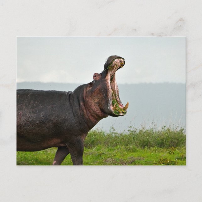 Wildlife Hippopotamus Photo Postcard (Front)