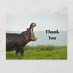 Wildlife Hippopotamus Photo Thank You Postcard