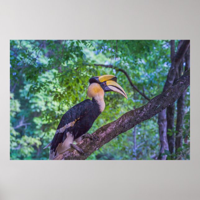 Wildlife Hornbill Bird Poster (Front)
