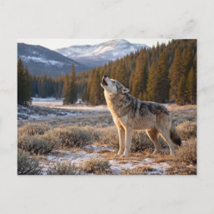 Wildlife Howling Gray Wolf Postcard