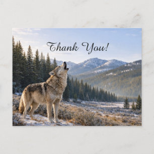 Wildlife Howling Gray Wolf Scene Thank You Postcard
