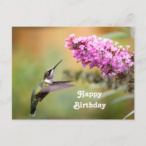 Wildlife Hummingbird Floral Photo Birthday Postcard