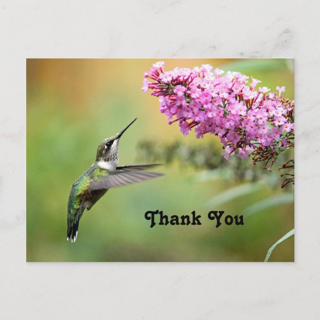Wildlife Hummingbird Floral Photo Thank You Postcard (Front)
