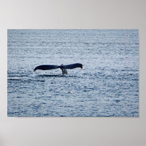 Wildlife Humpback Whale Tail Photo Poster