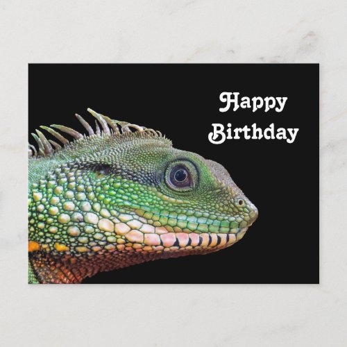 Wildlife Iguana Photo Birthday Postcard