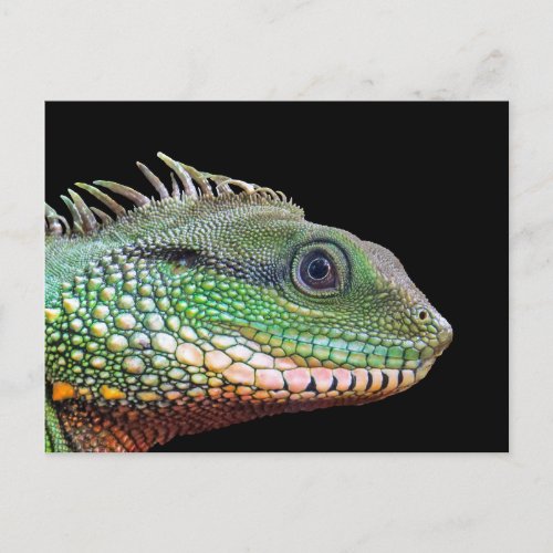 Wildlife Iguana Photo Postcard