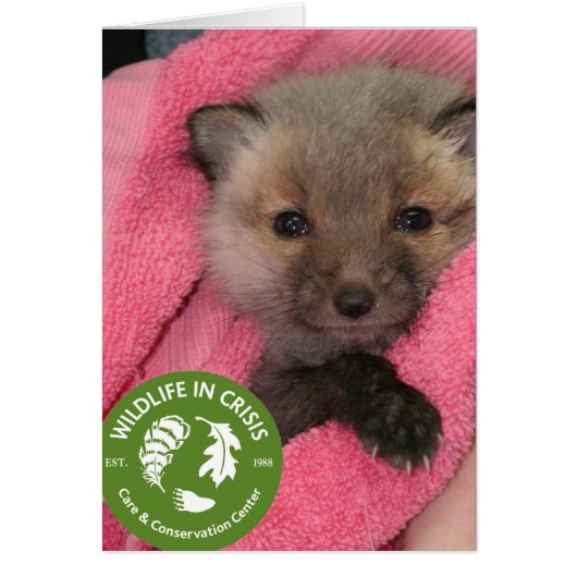 Wildlife in Crisis Cards (Front)