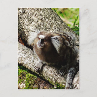 Wildlife in Rio Postcard