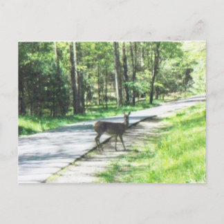 wildlife in the smokies #72 postcard