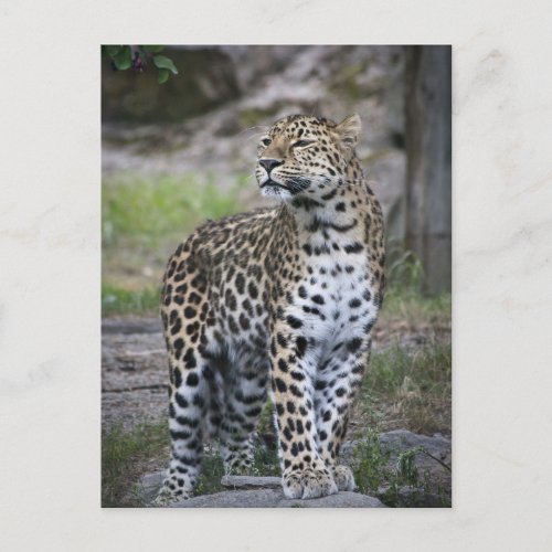 Wildlife Leopard Staring Far Away Postcard