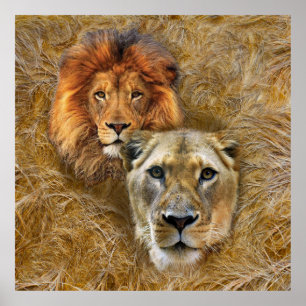 Wildlife- Lion & Lioness Poster