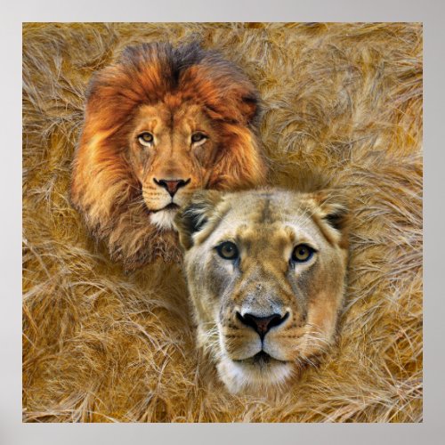 Wildlife_ Lion  Lioness Poster