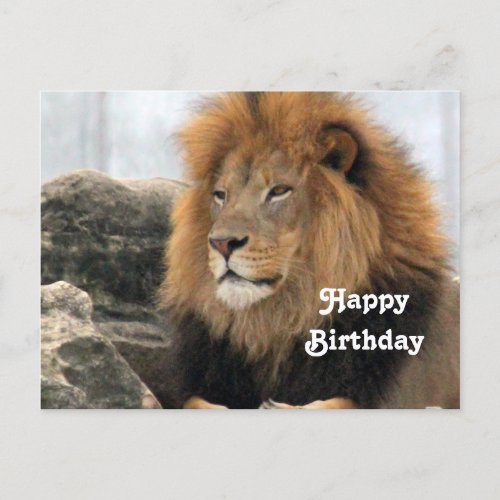 Wildlife Lion Photo Birthday Postcard