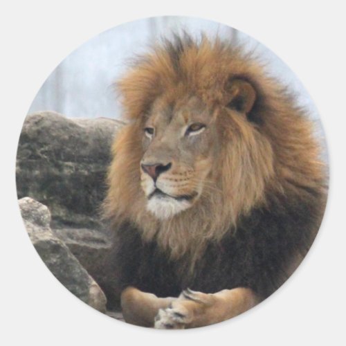 Wildlife Lion Photo Classic Round Sticker