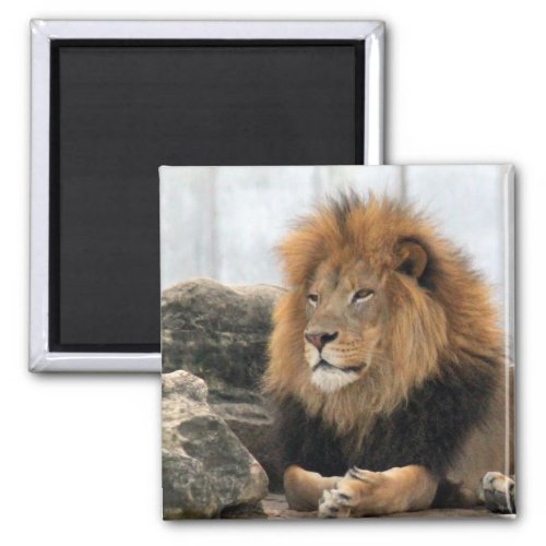 Wildlife Lion Photo Magnet